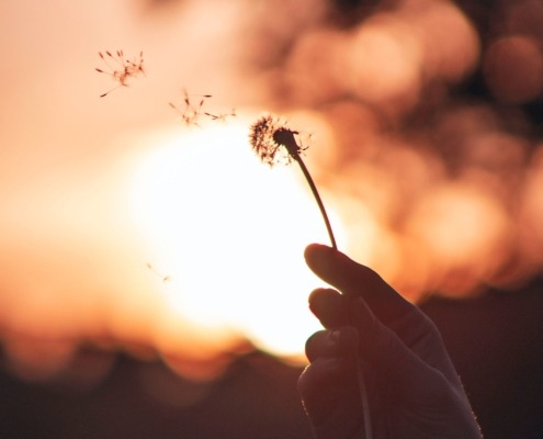 Dandelion blown at sunset - breathwork and letting go at The Essence of Presence Amsterdam
